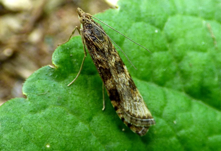 Piccola falena - Nomophila noctuella , Crambidae